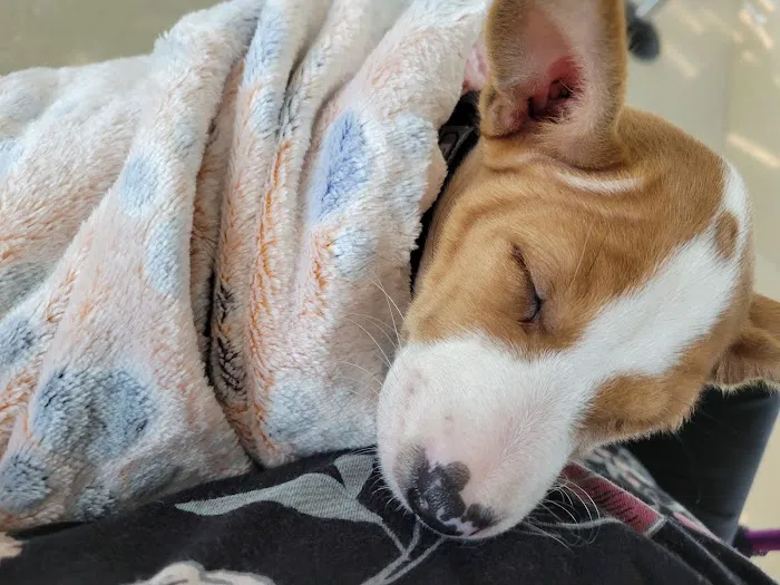 Banfield Pet Hospital Picture 1