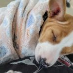 Banfield Pet Hospital