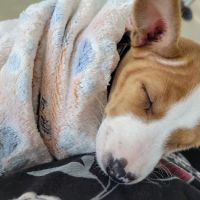 Banfield Pet Hospital ico