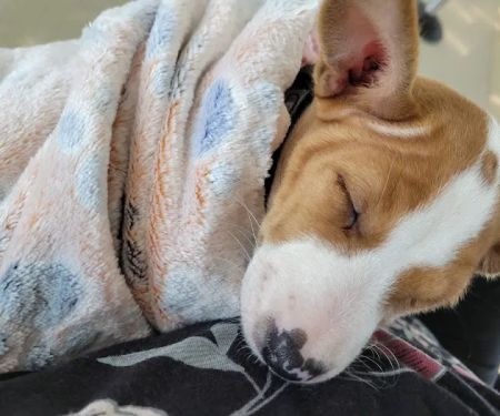 Banfield Pet Hospital