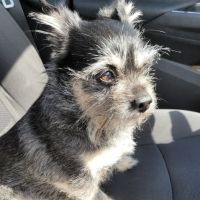 Coastal Animal Referral Emergency (CARE) ico