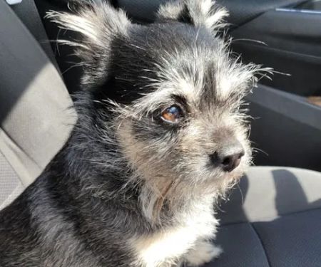 Coastal Animal Referral Emergency (CARE)