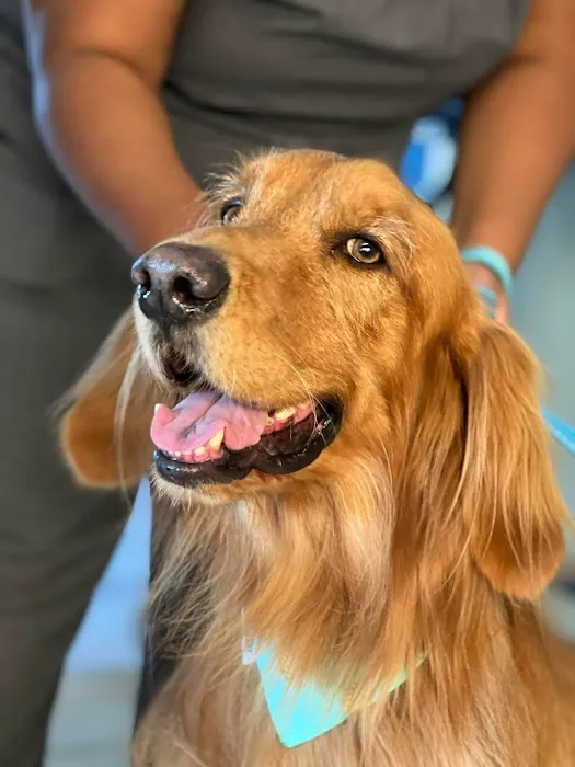 Coastal Animal Referral Emergency (CARE) Picture 2