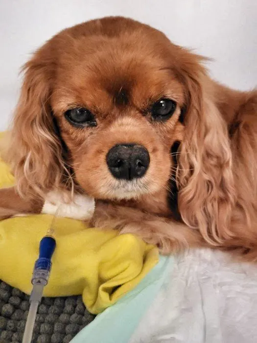 Coastal Animal Referral Emergency (CARE) Picture 3