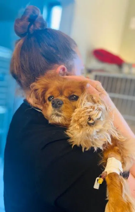 Coastal Animal Referral Emergency (CARE) Picture 10