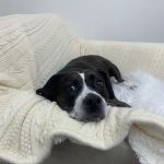 Five Forks Animal Clinic