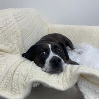Five Forks Animal Clinic ico