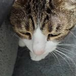 Williamsburg Veterinary Clinic