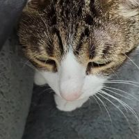 Williamsburg Veterinary Clinic ico