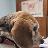 James City Veterinary Clinic ico