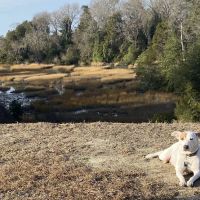 Seaford Veterinary Medical Center ico