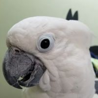 Bockelman Angela DVM ico