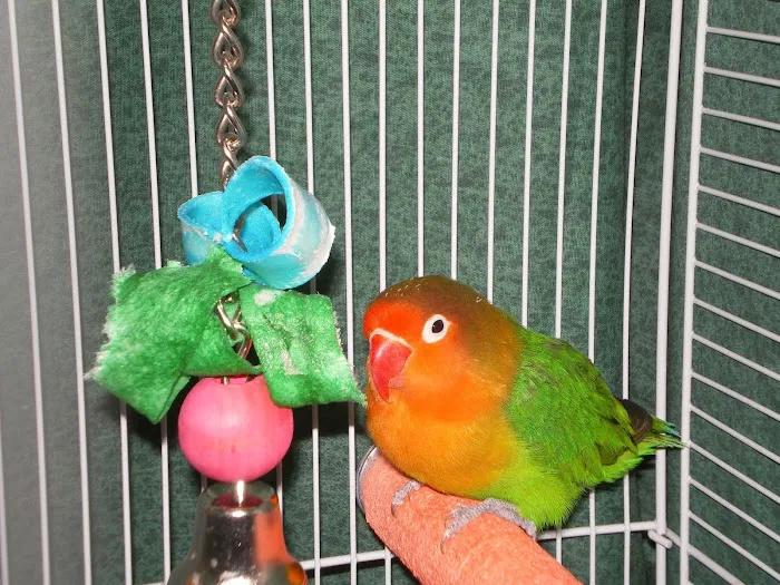 Grafton Animal Hospital Picture 3