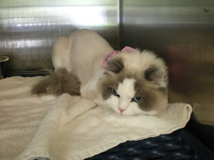 Grafton Animal Hospital Picture 8