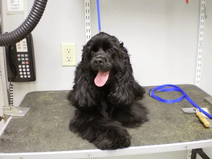 Grafton Animal Hospital Picture 9