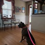 Woodland Veterinary Hospital: Amor Dawn Erikso DVM