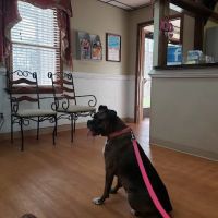 Woodland Veterinary Hospital: Amor Dawn Erikso DVM ico