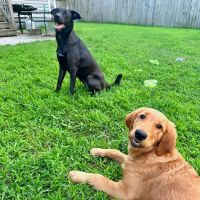Woodland Veterinary Hospital ico
