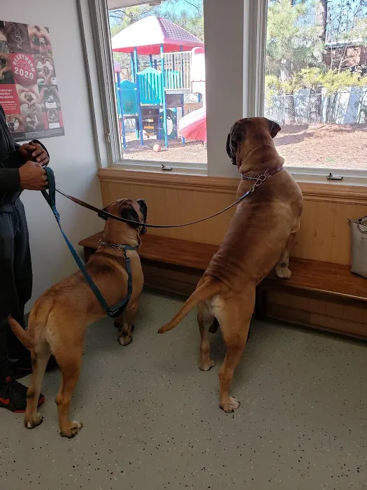 Commonwealth Animal Hospital Picture 2