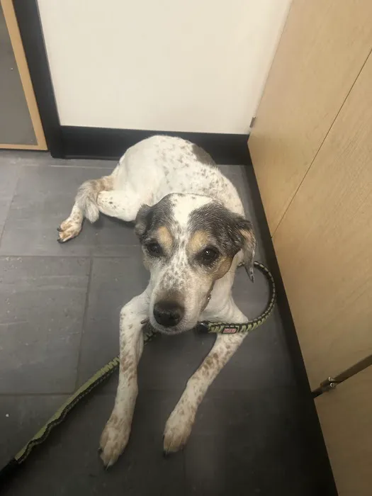 Banfield Pet Hospital Picture 1