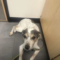 Banfield Pet Hospital ico