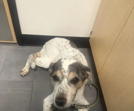 Banfield Pet Hospital