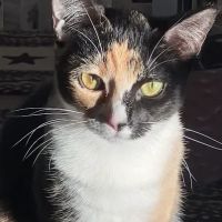 Virginia Veterinary Centers - Midlothian ico