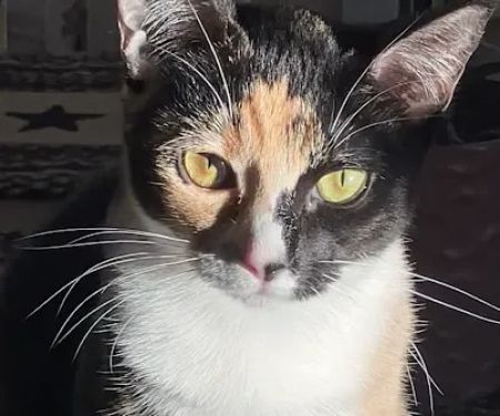 Virginia Veterinary Centers - Midlothian