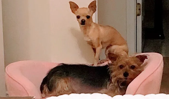 Country Family Pet Clinic Picture 2