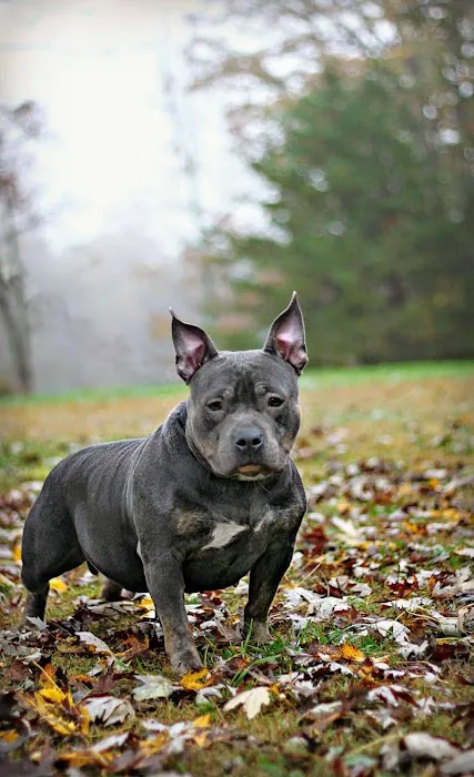 Ridge Animal Hospital Picture 4