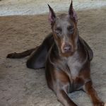 Ridge Animal Hospital