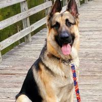 Ridge Animal Hospital: Miller Sarah R DVM ico