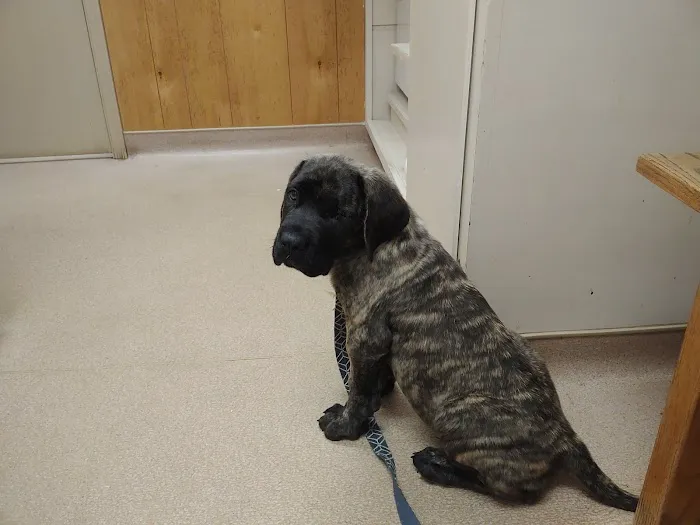 Ridge Animal Hospital: Miller Sarah R DVM Picture 4