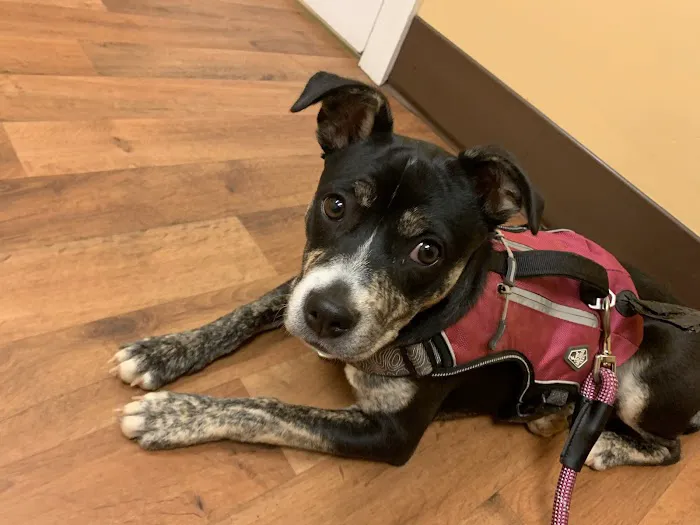 Cumberland Animal Hospital Picture 2
