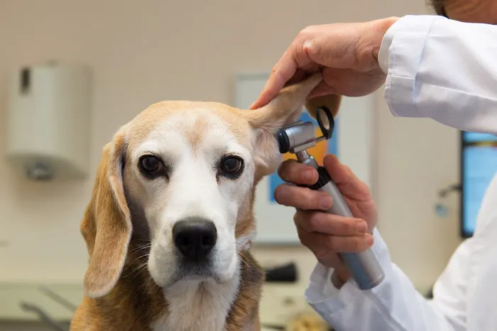 Town & Country Veterinary Clinic Picture 10