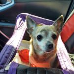 Chesdin Animal Hospital