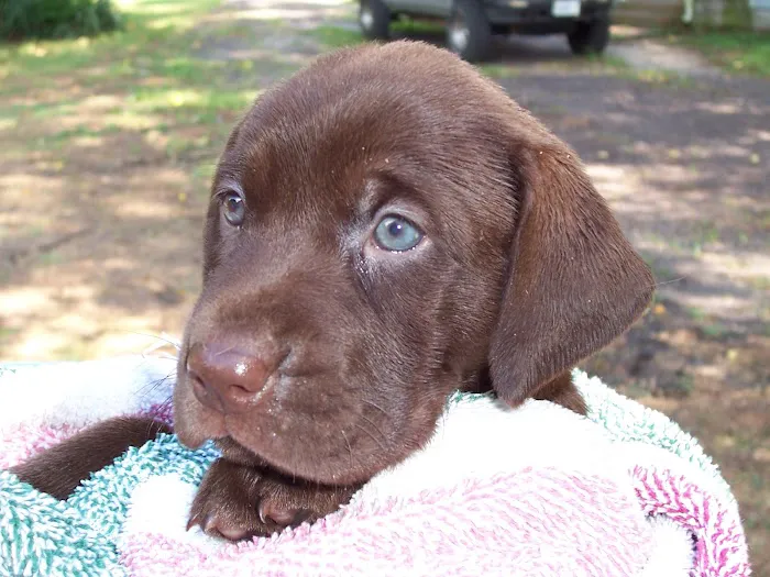 Chesdin Animal Hospital Picture 8