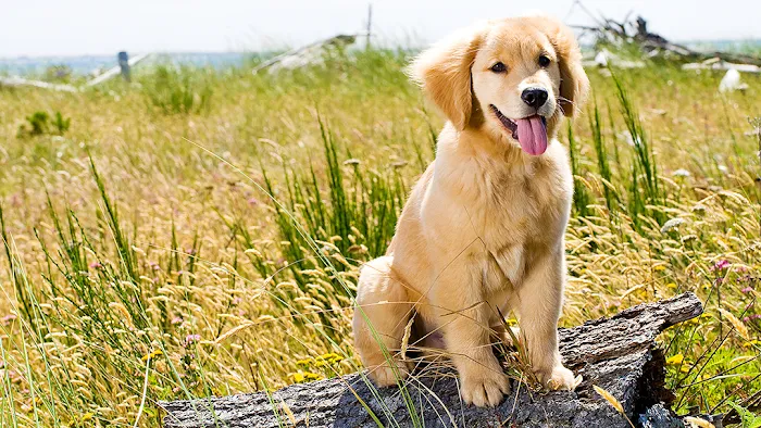 Chesdin Animal Hospital Picture 10