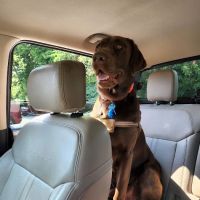 Colonial Heights Veterinary Hospital ico