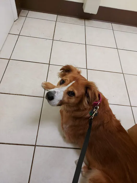 Colonial Heights Veterinary Hospital Picture 3