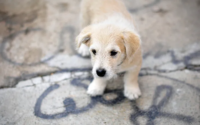 Hopewell Animal Hospital Picture 10