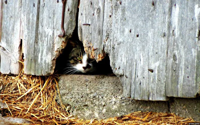 Hopewell Animal Hospital Picture 8