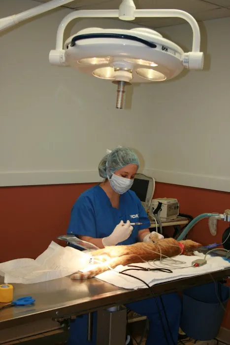 VCA Animal Care Associates Picture 9