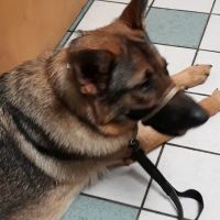 VCA Animal Care Associates ico