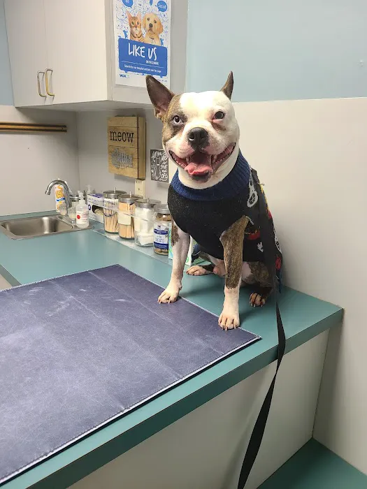 VCA Animal Care Associates Picture 5