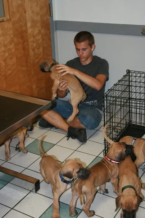 VCA Animal Care Associates Picture 10