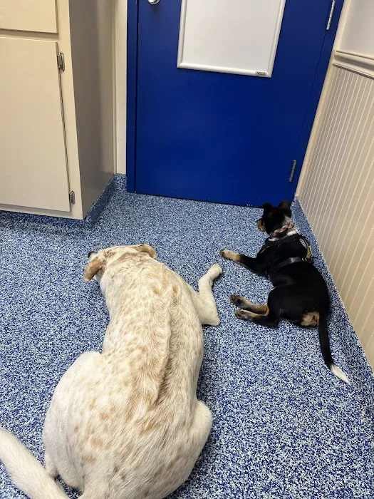 Chester Animal Clinic Picture 1