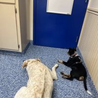 Chester Animal Clinic ico
