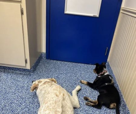 Chester Animal Clinic