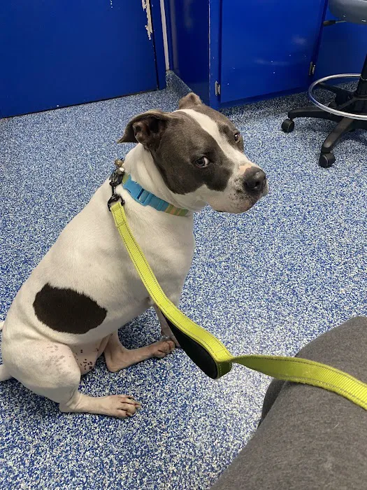 Chester Animal Clinic Picture 3